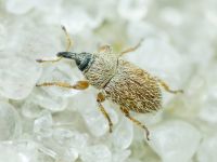 Mecinus ictericus
