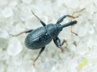 Anthonomus (Anthonomidius) rubripes