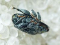 Pseudorchestes