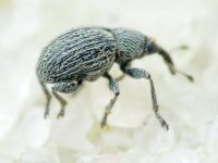 Squamapion oblivium
