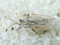 Lasiacantha gracilis
