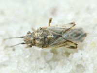 Nysius helveticus