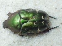 Protaetia metallica