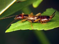 Forficula auricularia