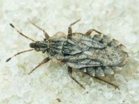 Aradus betulae