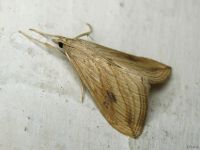 Evergestis forficalis