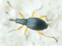 Apioninae