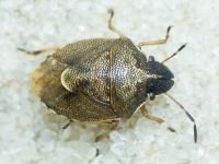 Rubiconia intermedia
