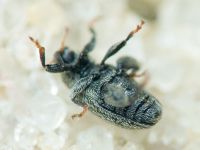 Pseudorchestes