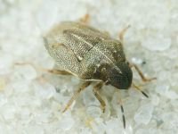 Neottiglossa pusilla