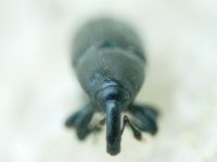 Labiaticola melas