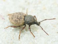 Otiorhynchus raucus