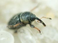 Mecinus plantaginis