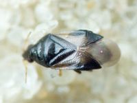 Anthocoridae