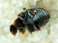 Platynaspis luteorubra
