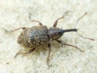 Notaris scirpi