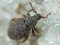 Cathormiocerus aristatus