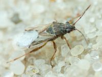 Nysius senecionis