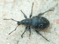 Curculionidae