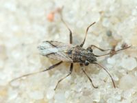 Ortholomus punctipennis