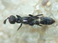 Hymenoptera