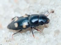 Glischrochilus (Librodor) quadrisignatus