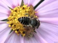 Megachile willughbiella