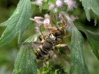 Anthidium manicatum