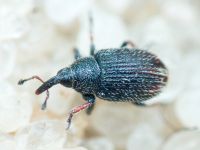 Gymnetron rostellum