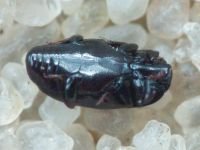 Paromalus flavicornis