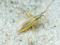 Miridae