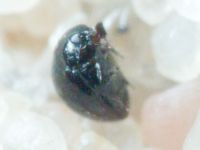 Sphaeriusidae