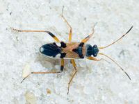 Heteroptera