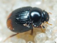 Cercyon ustulatus