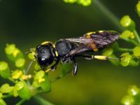 Ectemnius cephalotes