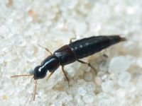 Coleoptera