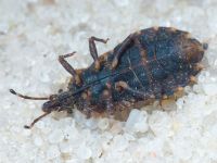 Aradus betulae