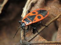 Pyrrhocoris apterus