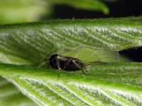 Aphis
