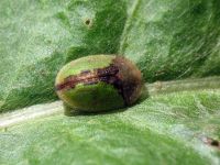 Cassida (Cassida) vibex