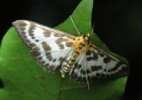 Eurrhypara hortulata