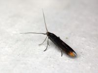 Coleophora spissicornis