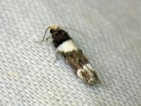 Recurvaria leucatella