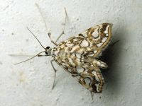 Elophila nymphaeata