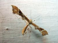 Cnaemidophorus rhododactyla
