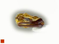 Hemictenius talukanus