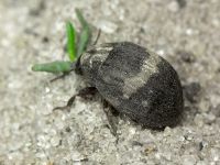 Byrrhus fasciatus