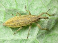 Lixus (Eulixus) iridis