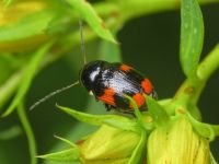 Cryptocephalus (Cryptocephalus) moraei