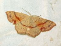 Cyclophora punctaria